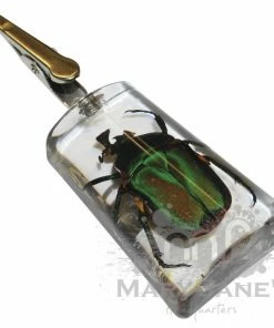 West Coast Gifts Clear Bug Roach Clips